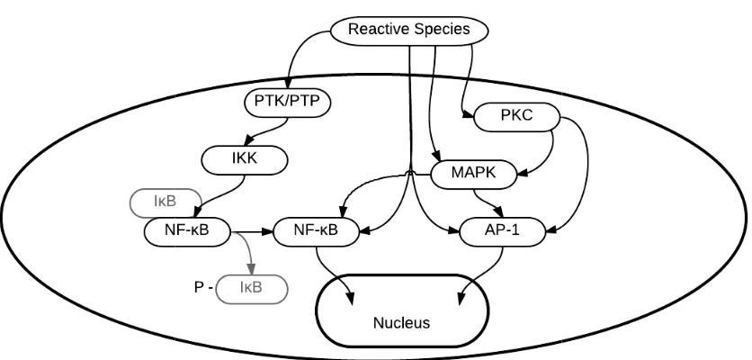 Fig. 1-3. Reactive species directly and indirectly regulate a number of transcription factors, including NFinflammatory mechanisms, amongst other pathways