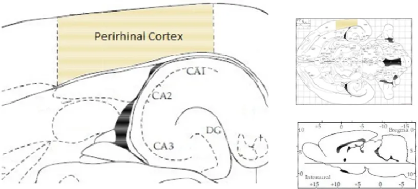 Fig. 1-8.A diagram showing the location of the perirhinal cortex in relation to the A diagram showing the location of the perirhinal cortex in rhippocampal formation in the rat brain, at the designated horizontal slice
