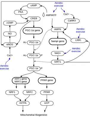 Fig. 1-9. A diagram showing the action of aerobic exercise on the AMPK/SIRT1 pathways, leading to increased mitochondrial biogenesis