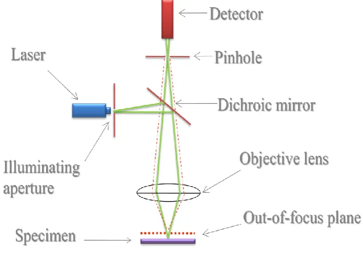 Figure 1.2: Schematic diagram of a confocal microscope. 