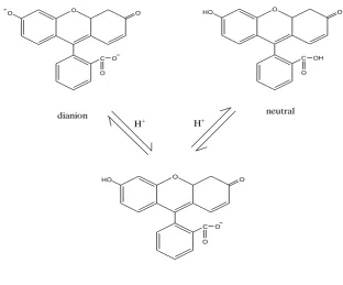 Figure 1.7: Molecular structures of neutral fluorescein and its anions. 