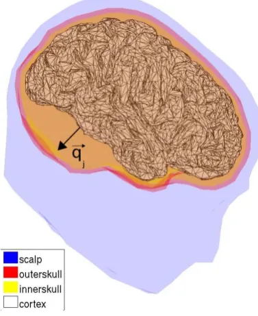 Fig. 1. Realistic head geometry extracted from MRI. Number ofdipoles qj on the cortical mesh n = 15 010.