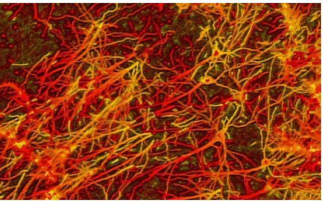 Figure 4 Neural pathwaysiv