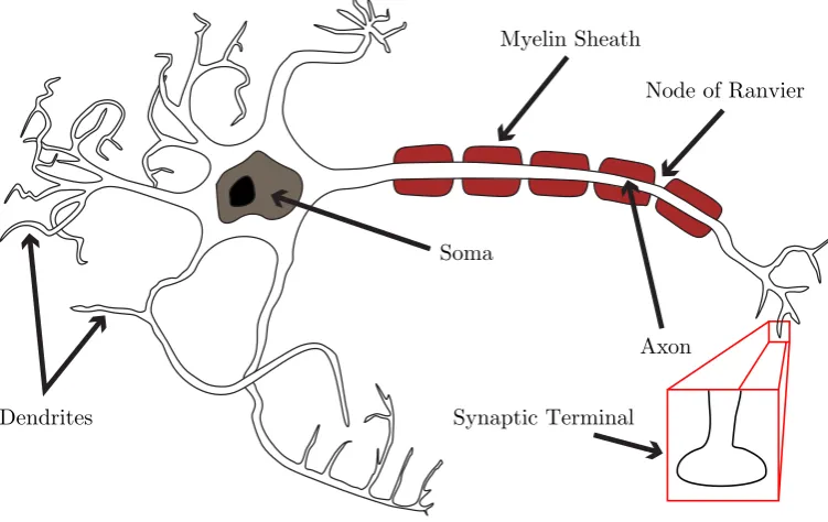 Figure 2.1: A caricatured neuron, showing the key components of neuronalstructure and morphology.