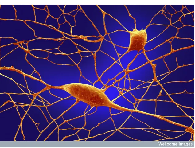Figure 2.2: Scanning electron micrograph of diﬀerentiating Purkinje neu-rons. Once their development is complete, these neurons will become someof the largest in the brain
