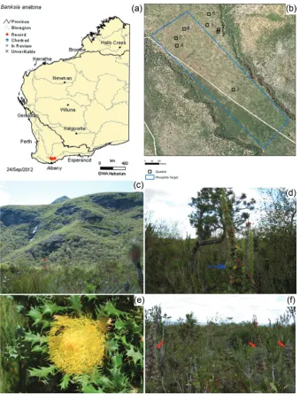 Figure 6:   Banksia anatona (A.S.George) A.R.Mast & K.R.Thiele (cactus banksia) is an IUCN Red List Critically Endangered ranked species at extremely high risk of extinction in the wild, because of P