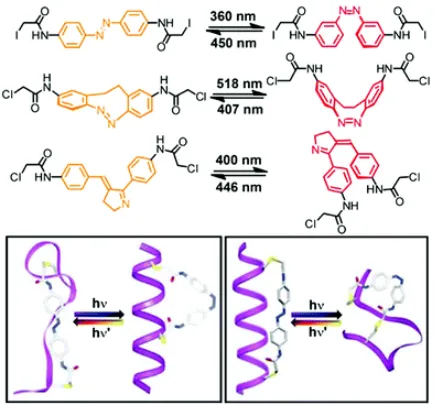 Figure 3. Photoswitchable foldamer design by Wooley and coworkers. Adapted from reference 19; Copyright 2000 National Academy of Sciences
