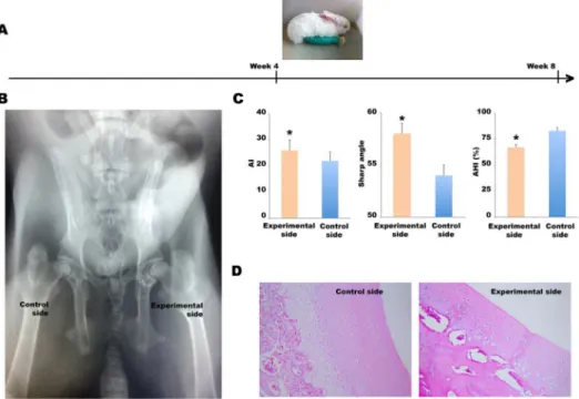 Figure 1: Establishment of the DDH model.  (A) The left knee joints of 4-week-old rabbits were straightened and fixed in leg  cylinder casts for 4 weeks