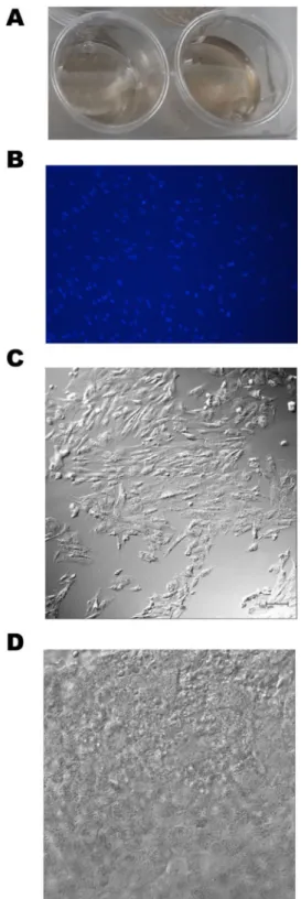 Figure 3: Preparation of the BTE complex.  (A) A PDLLA membrane in natural saline. (B) preparation of the BTE complex by  co-culture of BMSCs with the PDLLA membrane; DAPI staining was checked via confocal microscopy