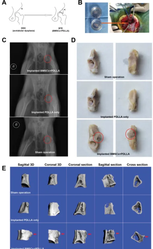 Figure 4: BTE-based GBR.  (A) A summary of the research flow. (B) A photograph of BTE-based GBR