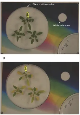 Figure 2.1: Quantiﬁcation of dark-induced senescence in single leaves. (A) Petri dishescontaining whole Arabidopsis rosettes were placed on a coloured background according to a setposition marker