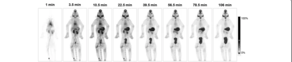 Fig. 2 [18F]-tetrafluoroborate biodistribution in macaque. Maximum-intensity projection PET images of the [18F]-tetrafluoroborate radioactivity atdifferent time points after intravenous injection