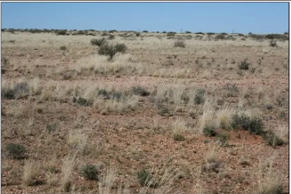 Figure 5.7  Calcareous Grassland 