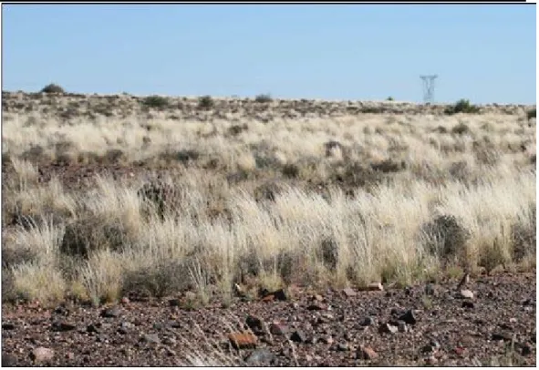 Figure 5.8  Mixed Rocky Shrubland  