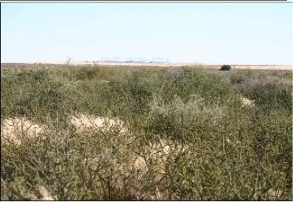 Figure 5.9  Rhigozum Thicket 