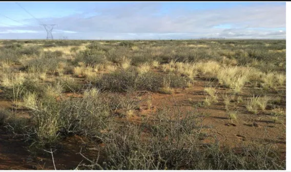 Figure 5.12  Typical flat, open Karoo Vegetation  