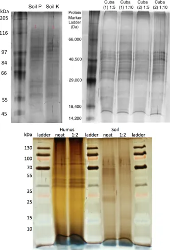 A% threeLphase% soil% secretome% extrac,on,% comprising% a% gentle% enzyme%Figure 2150%kPa%extrac,on%with%buﬀer,%dialysis%to%remove%salt,%and%twoLstage%concentra,on%Nitrogen