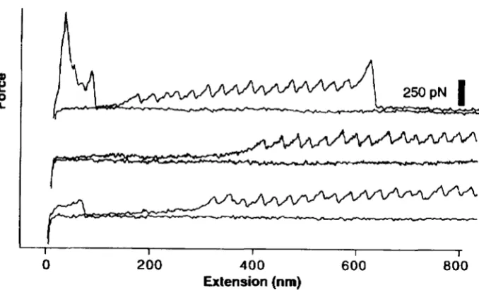Figure 2.10: preceding are Force extension curves obtained by stretching titin proteins show periodic features that consistent with their modular construction (from [9])