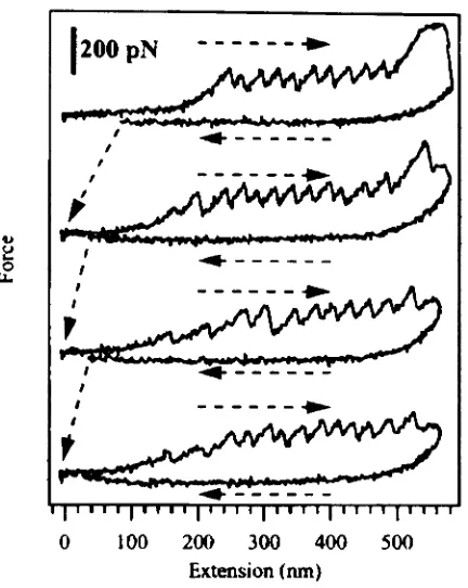 Figure 2.11 which was : Four consecutive extension-force curves on a single titin molecule using a 'small' (length - 1 0 ~m) cantilever