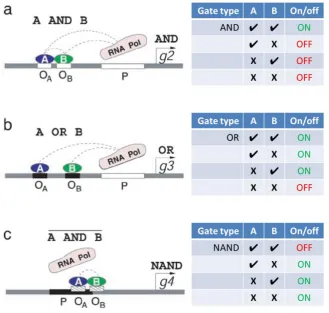 Figure 1.2: Gene regulatory logic gates. Three gates are demonstrated: a) represents an AND gate, where both factor A and B must be present for either bind and interact with the RNAP