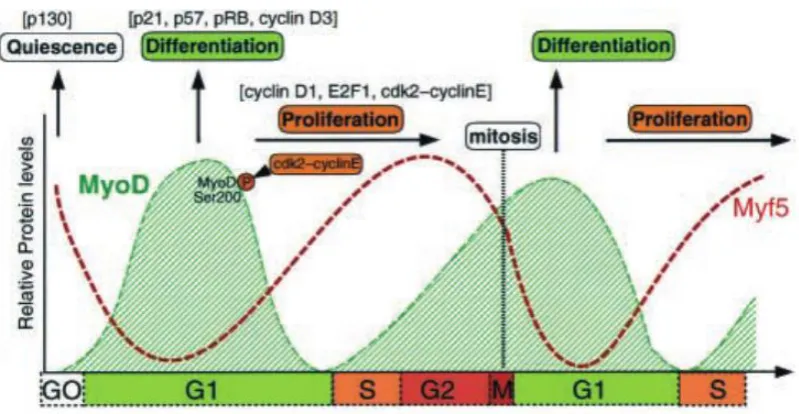 Figure 2.1: Postulated expression dynamics of MyoD and Myf5 in myoblasts through the cell cycle