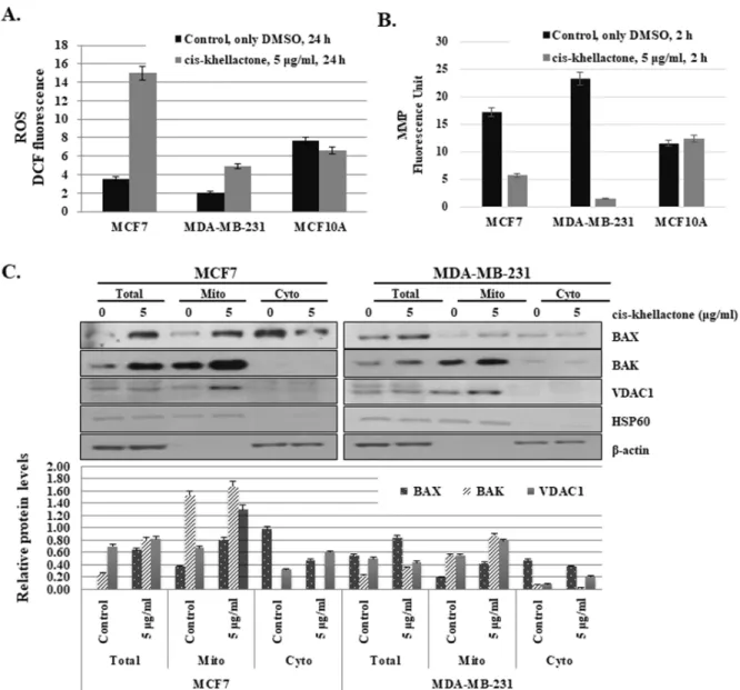 Figure 6: Effect of cis-khellactone on cellular levels of reactive oxygen species (ROS) and mitochondrial membrane  potential (MMP)