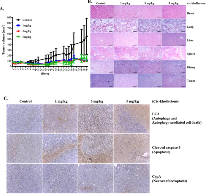 Figure 7: In vivo assessment of cis-khellactone anti-tumor activity in a murine model