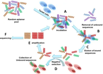 Figure 1. Schematic illustration showing the steps involved in Cell-SELEX. with an aptamer library;A