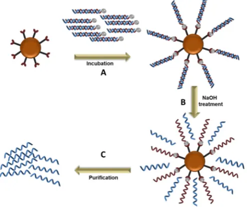 Figure 2.Figure 2. DNA strand separation using magnetic beads. A. Immobilization of the double stranded sequences on the magnetic beads; B