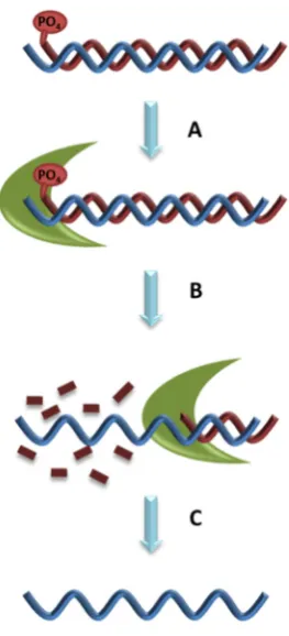 Figure 3.. Incubate enzyme with dsDNA; CA. Adding enzyme to dsDNA which has a B. Incubate enzyme with dsDNA; C Aphosphate group; 