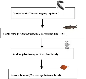 Figure 1: (A) Diagram of the relationships within four levels of tropic interactions. It was tested that the black carp 