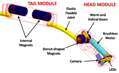 Figure 5. Threedimensional model of the designed prototype. Thehead module embeds ring magnets, a motor with gears and a visionsystem; the tail module embeds only two magnets for the systemanchoring and external rough motion