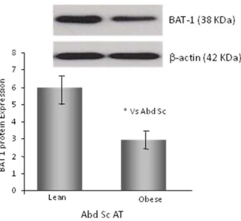 Figure 3.3.4.1: Protein expression of BAT1 (38 KDa) between AbdSc lean and obesesubjects is shown