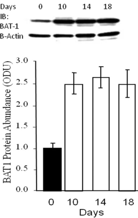 Figure 3.3.4.2: BAT1 Protein expression (38KDa) across differentiation in humanChub-7 cells (n=3).