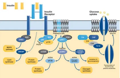 Fig 1.2.1 Insulin signaling pathway. Activation of the insulin receptor evokes increasedtranscription of SREBP and the phosphorylation of members of the IRS family, SHC andCbl