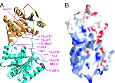 Fig 1.6.5 BAT1 Structure. The structure of UAP56 is shown as a ribbon model (A) andin a surface representation (B), viewed from a similar direction