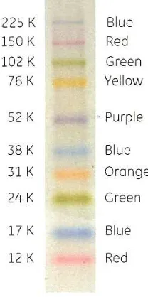 Fig 2.4.2 Rainbow molecular weight marker (Amersham Biosciences, product code2892534 – RPN800E, batch 9; UK)