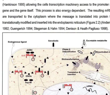 Figure 2.2: P450 1A protein induction. Mechanis s controlling PAH induced gene expression in hepatocytes