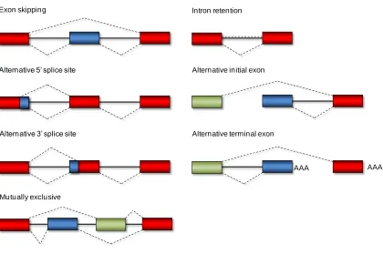 Figure 1.2. Major forms of alternative splicing. These modes are responsible for the 