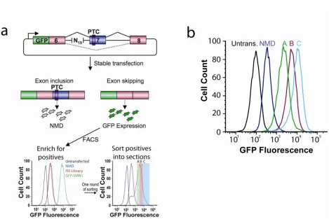 Figure 2.1. A Screening PLatform for Intronic Control Elements (SPLICE) provides a 