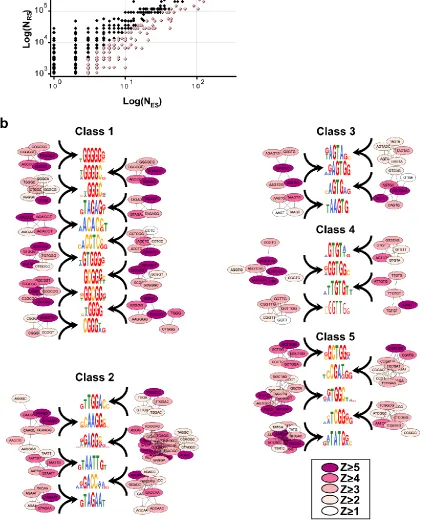 Figure 2.3. Enriched motifs and GCCS clusters derived from recovered ISRE sequences 