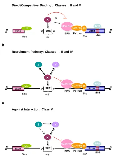 Figure 2.8. Three models for ISRE regulation. (a) A direct binding / competition model 