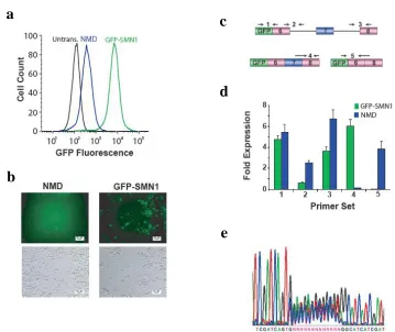 Figure S2.1. Fluorescence expression/analysis of SPLICE control constructs and library 