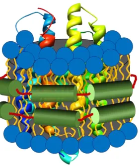 Figure 1.2 Schematic representation of a nanodisc 