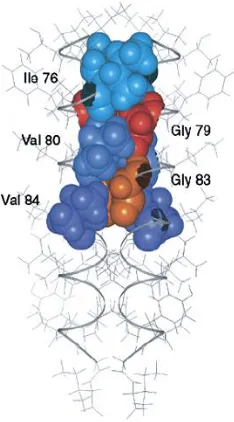 Figure 1.13 Structural model of the Glycophorin A TM domain dimer  