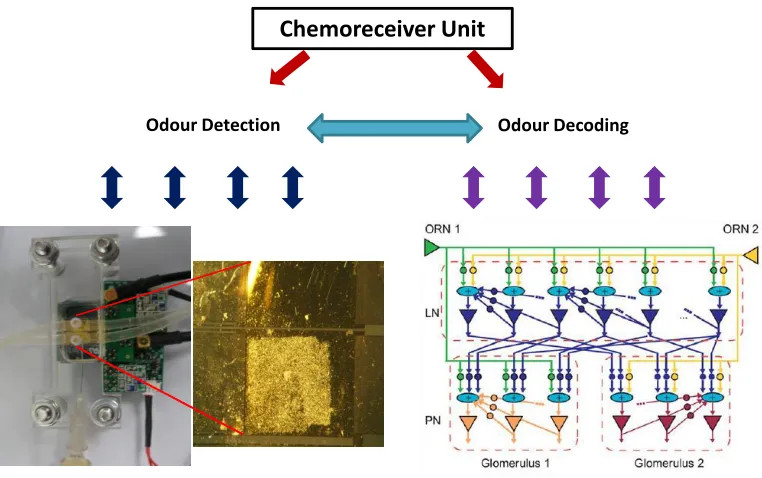 Figure 1.2 : The different subsystems comprising the chemoreceiver [14].  