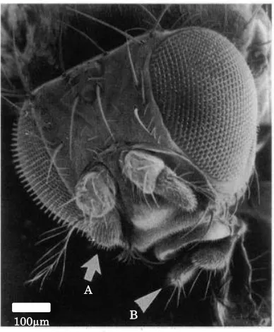 Figure 2.1: Scanning Electron Microscopy(SEM) image of Drosophila head showing the olfactory sensilla (A) and the maxillary pulp (B) [24] [25] [26]