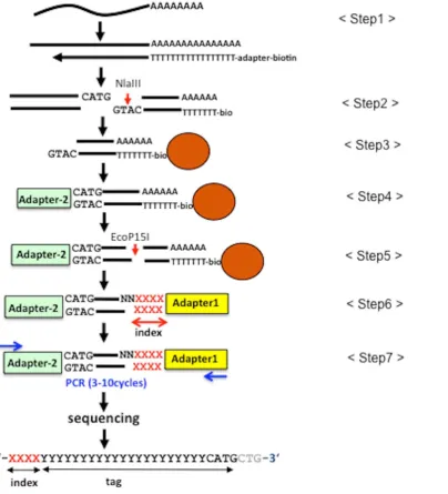Figure 1. Scheme of high-throughput SuperSAGE. Details of the experimental procedure are described in Results and Material and Methods.doi:10.1371/journal.pone.0012010.g001