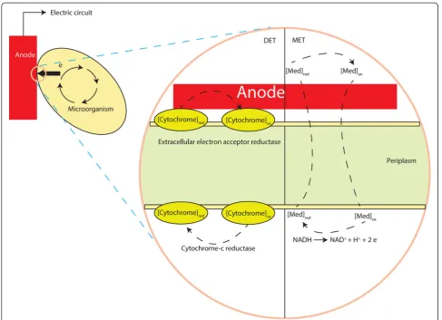 Figure 6 A schematic of the anodic mechanisms in MFCs. (i) DET, the electron transfer involving c-type cytochrome