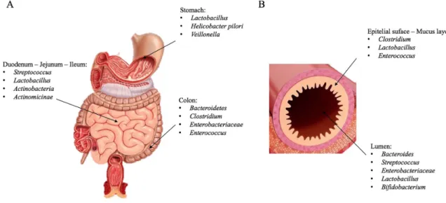 Figure 1: Microbiota composition.  Representative image of microbiota species in the GI  (A) , in particular at the level of the duodenum- duodenum-jejunum-ileum, stomach and colon